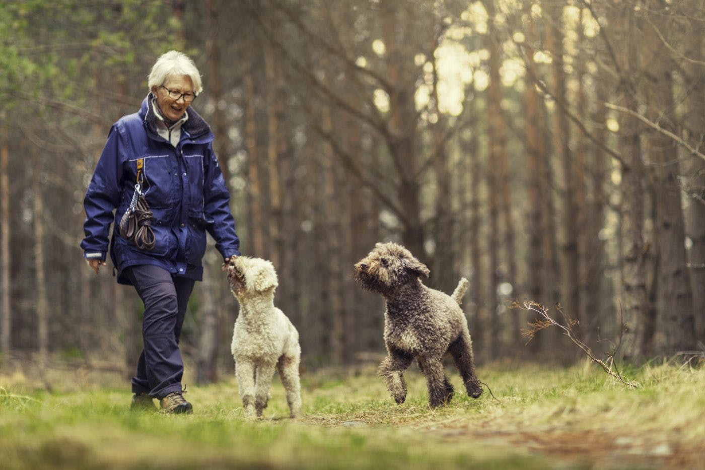 Mature Woman Walking Dogs In Woods I Stock 917158900